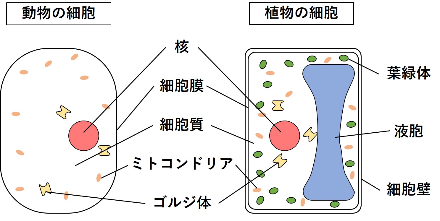 人間の体には血球は何個ありますか?