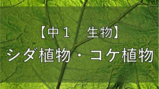 細胞のつくりをわかりやすく解説 中学 理科 かめのこブログ