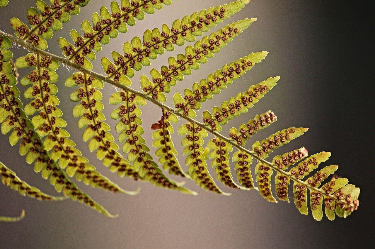 シダ植物とは｜特徴と例について解説！【中学 理科】｜かめのこブログ