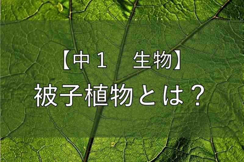 中学 理科 被子植物 ひししょくぶつ とは かめのこブログ