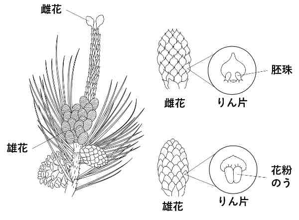 中学 理科 裸子植物 らししょくぶつ とは かめのこブログ