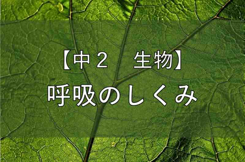 頻呼吸の原因は何ですか?