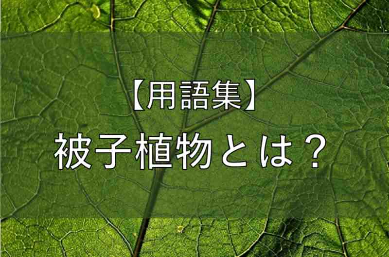 中学 理科 被子植物 ひししょくぶつ とは かめのこブログ