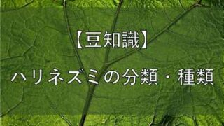 ハリネズミの分類の記事のアイキャッチ画像