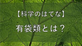 有袋類の記事のアイキャッチ画像