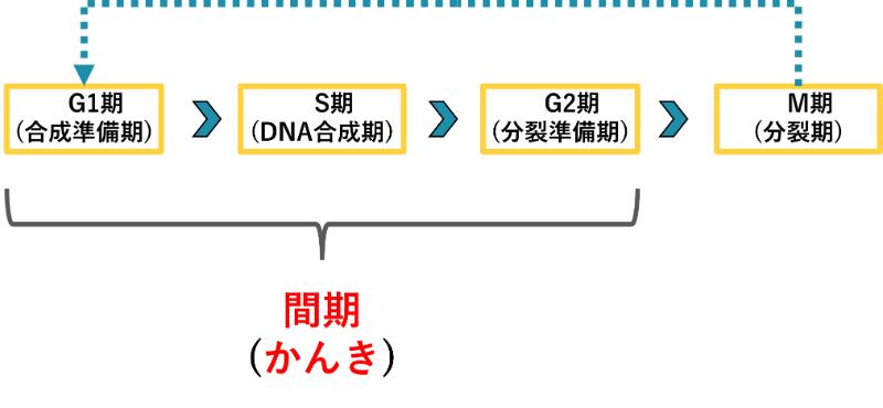 体細胞分裂の間期の説明