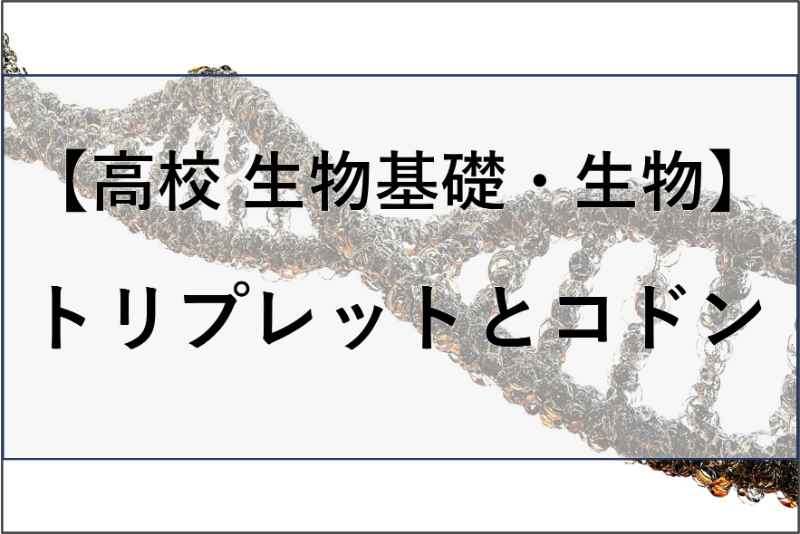 トリプレットとコドンの違いの記事のアイキャッチ画像