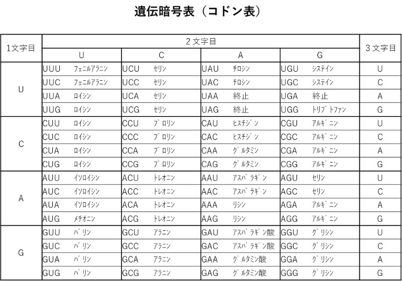 遺伝暗号表（コドン表）の画像